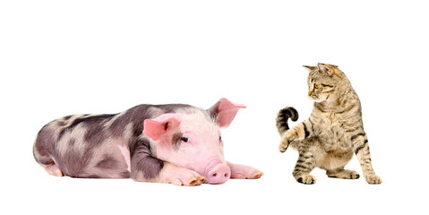Pig and playful cat together