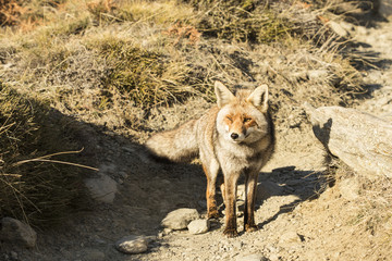 Red Fox in the nature - Vulpes vulpes, European fox.