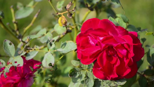 Beautiful Red Rose With Green Leafs Are In The Garden 
