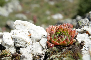 Rosette de joubarbe des toits (sempevivum tectorum)