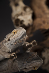 Lizard, Agama, Antlers, dragon and skull