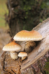 Alter Baumstumpf mit Pilzen