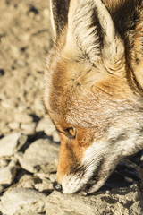 Plakat Red Fox in the nature - Vulpes vulpes, European fox.
