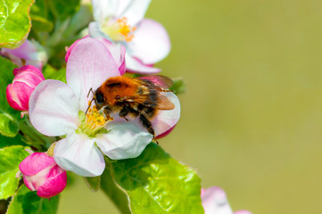 Springtime blossoms with bee on rosy flower - 134319879