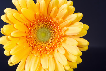 Цветок герберы крупным планом