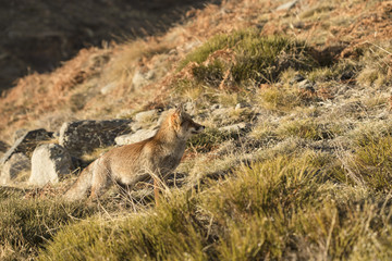 Naklejka premium Red Fox in the nature - Vulpes vulpes, European fox.