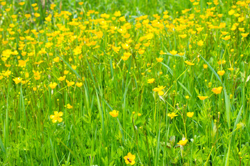 Yellow buttercups on meadow