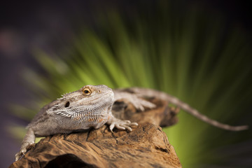 Lizard root, Bearded Dragon on black mirror background
