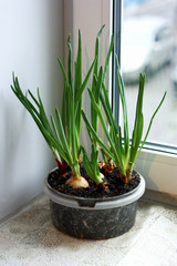 Onions grown on a windowsill in the house.