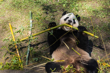 Obraz premium Panda eating bamboo