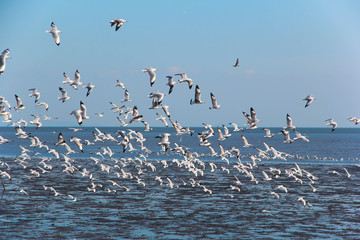 the birds seagull is flying in evening time with blue sky