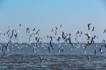the birds seagull is flying in evening time with blue sky