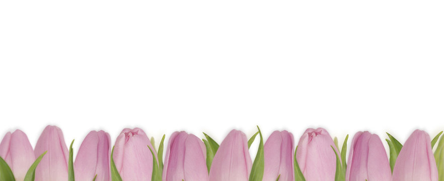Valentines Day background with pink tulips. Bouquet of tulips isolated on white background. Tulips at border of image with copy space for text.