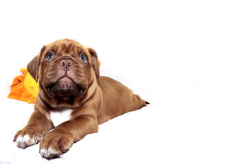 Dogue de Bordeaux