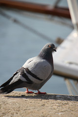 Pigeon sur le port