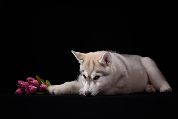 Siberian Husky puppy with flower