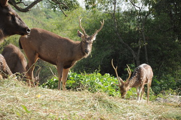 wild deer 