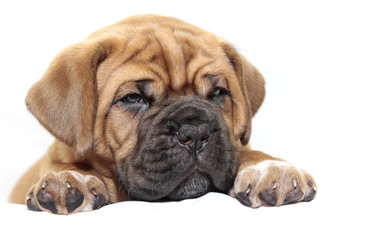 Obraz premium Dogue de Bordeaux