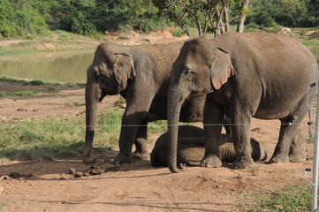Fototapeta na wymiar baby elephant sleeping 