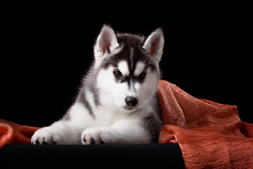 Cute little puppy of syberian husky