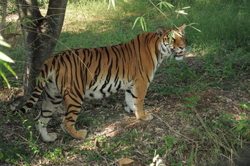 Fototapeta na wymiar wild tiger 