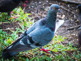 pigeon in park