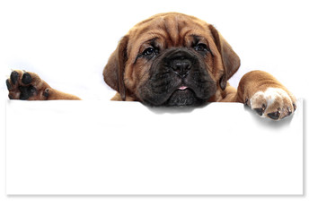 Dogue de Bordeaux