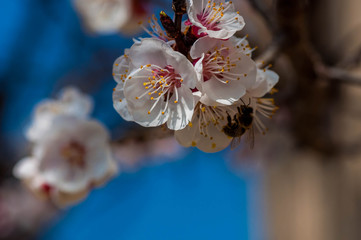 Abricotier en fleurs et abeille butineuse.