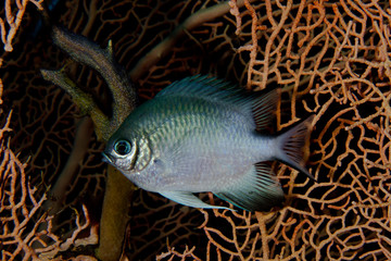 Pesce © alicefotografa