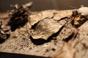 еловая засохшая шишка 