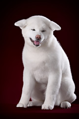Beautiful Akita Inu puppy and flower