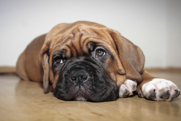Obraz premium Dogue de Bordeaux - Little puppy