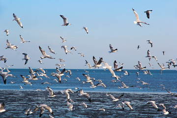 the bird seagulls flying on blue sky in evening time
