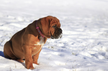 Dogue de Bordeaux - Puppy