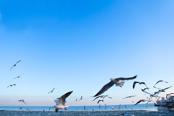 the bird seagulls flying on blue sky in evening time
