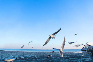 Fototapeta na wymiar the bird seagulls flying on blue sky in evening time 