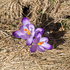 Crocuses on the meadow, first springtime flowers