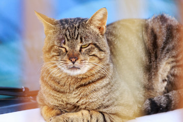 Portrait of adult homeless cat with one closed eye