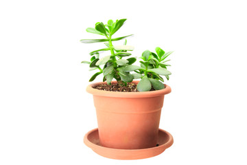 Fototapeta premium Small green Crassula (money tree) in orange pot