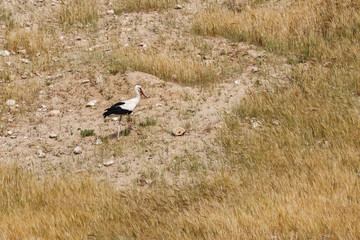 Wild white stork