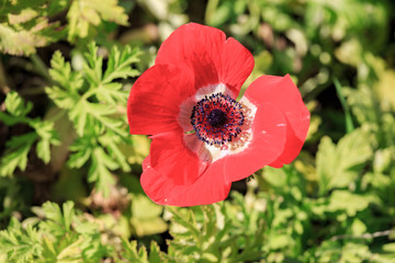 Close-up view on red anemone