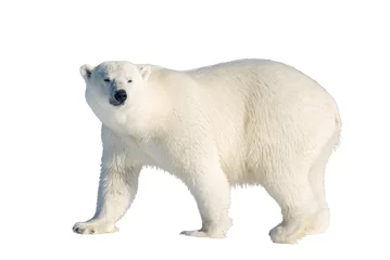 Printed kitchen splashbacks Icebear Polar bear isolated