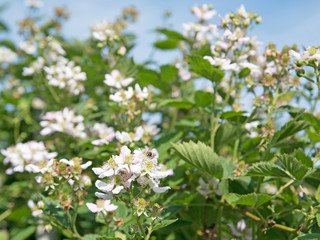Blühende Brombeeren, Rubus sectio Rubus