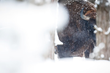 European bison in the beautiful white forest during winter time, bison bonasus, european animals, prehistoric creature, zidlov nature reserve in czech republic © photocech