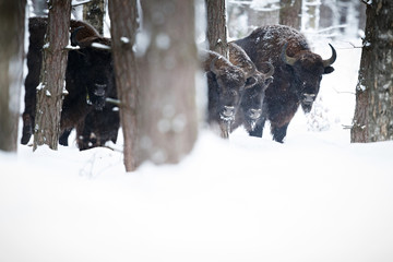 European bison in the beautiful white forest during winter time, bison bonasus, european animals, prehistoric creature, zidlov nature reserve in czech republic © photocech