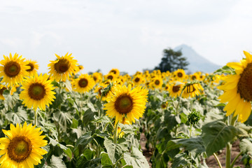 Obraz premium Summer sunflower field. Field of sunflowers with blue sky. A sun