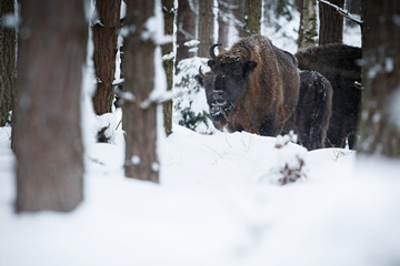 European bison in the beautiful white forest during winter time, bison bonasus, european animals, prehistoric creature, zidlov nature reserve in czech republic © photocech