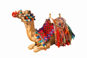 Foto auf Acrylglas Kamel Ägyptisches Kamel isoliert auf weiß