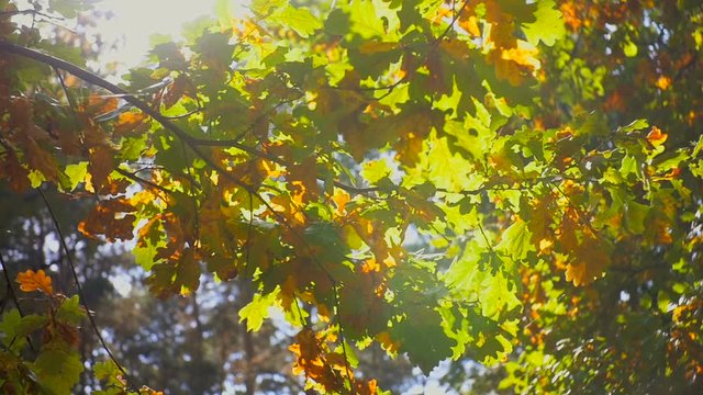 Slow motion footage of bright sun rays shining through tree tops at autumn forest