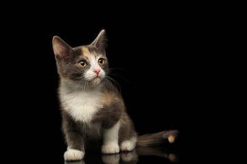 Little Ginger with white kitty sitting and looking up isolated black background, front view